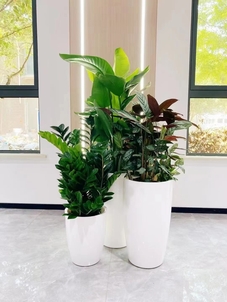 寻宁波北仑绿植出租？这里满足您的绿植需求！